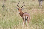 Aepyceros melampus