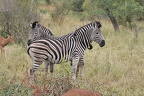 Equus quagga (226286 Besuche) Steppenzebra - Steppenzebra - Equus quagga, Kruger National Park 2007 Equus quagga