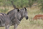 Equus quagga