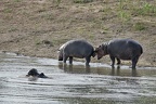 Hippopotamus amphibius (273461 Besuche) Flusspferd - Flusspferd - Hippopotamus amphibius, Kruger National Park 2007 Hippopotamus amphibius