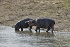 Hippopotamus amphibius