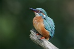 Eisvogel (176179 Besuche) Alcedo atthis Eisvogel